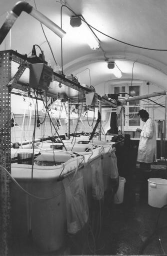 Het laboratorium van het Artemia Reference Center bevindt zich tot 2016 in de kelders van de Rozier. Kweekinstallaties in 1985 bij onderzoek naar het gebruik van het Artemia-pekelkreeftje voor aquacultuur (© Universiteitsarchief Gent, W09_01_001).