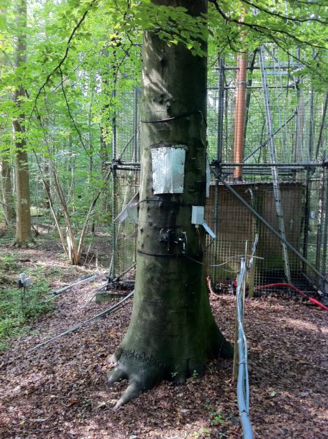 Deze beuk in het proefbos van de UGent is uitgerust met plantsensoren die de sapstroom en de groei van de stam continu meten. De beuk werd in 2015 genomineerd voor de verkiezing 'Mooiste Boom'. (mooisteboom.be)