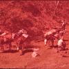 Om het hoogland van Galápagoseilanden te bereiken tijdens de bodemkundige expeditie van 1962, maakten geologen Jacques Laruelle, Georges Stoops en Paul De Paepe gebruik van ezels (privé-archief Georges Stoops). 