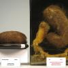 Vergelijkende veterinaire en humane pathologie in het museum in de Campus Diergeneeskunde te Merelbeke in 2018 (l.: haarbal uit maag van een varken; r.: maag- en dundarmobstructie door ingeslikt haar en touwen bij een vrouw (privéarchief P. Simoens).