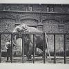 Afbeelding van een olifant in de Gentse Zoo (Collectie UGentMemorie, © UGent - foto Pieter Morlion).