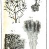 Afbeelding uit het boek &#039;Histologie, ou Anatomie de texture&#039; van Adolphe Burggraeve (Gent 1843) (GoogleBooks).