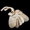 Plastinaat lever, pancreas en duodenum hond, Collectie Morfologie (foto Benn Dec