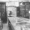 Herbarium in het Botanisch Instituut in de Ledeganckstraat, begin 20ste eeuw (Collectie Universiteitsarchief Gent - kaartenleeszaal).