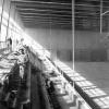 Grote turnzaal van het HILO in aanbouw, eind jaren 1950 (Collectie Universiteitsarchief Gent, © Jeanine Van Caneghem-Schoone).