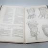 Samenvatting "De Humani Corporis Fabrica" van Andreas Vesalius (foto Benn Deceun