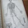 Illustratie skelet van de mens uit "De Humani Corporis Fabrica, Libri Septem" va